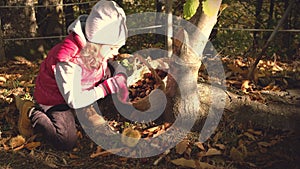 A baby girl is harvesting chestnuts in the forest in autumn season background