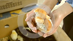 Baby girl holding in her hands a small chicken closeup.