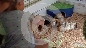 Baby Girl with Mom Strokes Nice Guinea Pigs . Cute Little Children Watching Animal Have Fun Spend Time on Contact Zoo