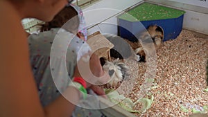 Baby Girl with Mom Strokes Nice Guinea Pigs . Cute Little Children Watching Animal Have Fun Spend Time on Contact Zoo