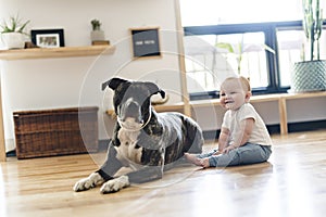 Baby girl sitting with pitbull on the floor