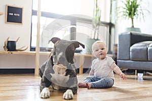 Baby girl sitting with pitbull on the floor