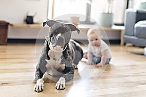 Baby girl sitting with pitbull on the floor