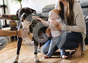 Baby girl touch pitbull at home, parent holding baby