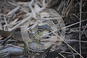 Baby Goanna