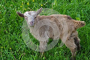 Baby goat