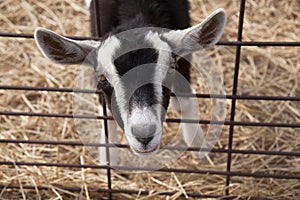 Baby goat