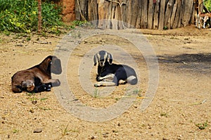 Baby goat (Capra aegagrus hircus)