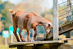 Baby goat climbing a structure on a farm