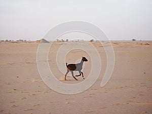 Baby goat in desert