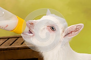 Baby goat drinking milk