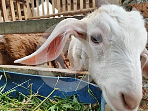 baby goat eating grass from a pen in the city of Blitar, East Java