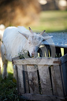 Baby goat eating hay