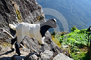 A baby goat on the edge of a hill in Nepal