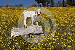 Baby goat in field of yellow flowers