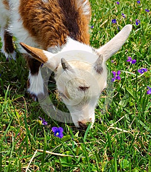 Baby goat grazing