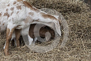 Baby goat imitating mother goat while eating hay.