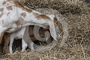 Baby goat imitating mother goat while eating hay.