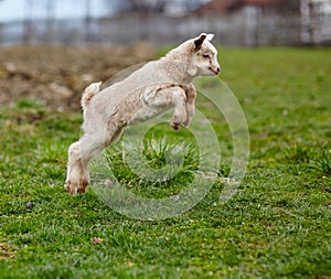 Baby goat jumping