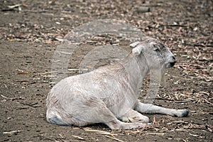 The baby goat or kid is resting in the dirt