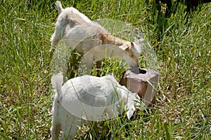 Baby goat kids at salt lick