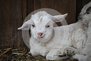 Baby Kiko goat laying down next to barn