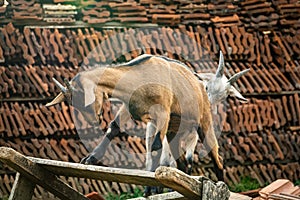 Baby goat learning to stand properly