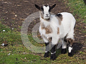 Baby goat looking curiously at the viewer with pricked ears