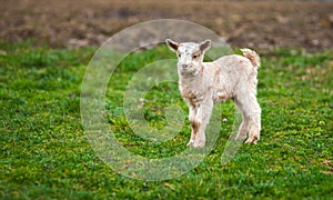 Baby goat on a meadow with copyspace