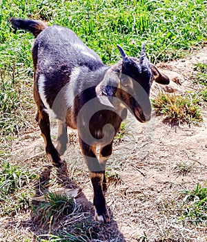 Baby Goat , Mount Hood, Oregon