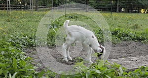 Baby Goat Playing and Calling