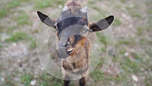 Baby goat portrait in wild life. Close up animal child. Livestock breeding