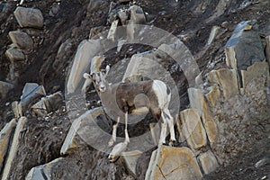 Baby Goat Rock Climbing