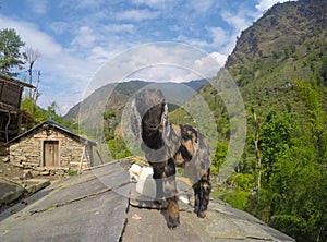 A baby goat on roof top, farm animal, rustic farm landscape