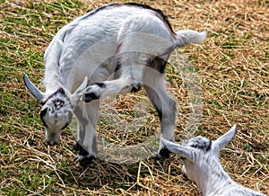 Baby Goat Scratching Its Head on a Farm in Loudoun County, Virginia