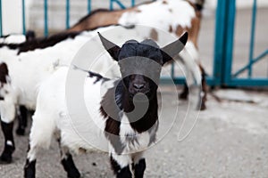 Baby goat