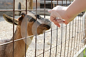 A baby goat sniffing a visitors hand.