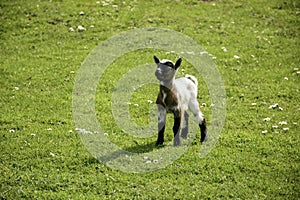 Baby goat standing on green grass with daisy flowers. Looking little lamb