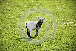 Baby goat standing on green grass with daisy flowers. Looking little lamb