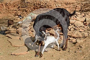 Baby goat sucks milk from her mother in Bundi. India