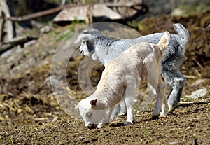 Baby Goats