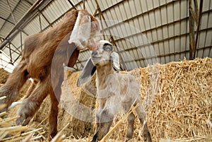 Baby goats