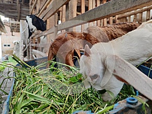 Baby goats and adult goats are greedily eating grass from a pen in the city of Blitar, East Java