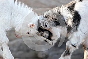 Un nino cabras cabeza 