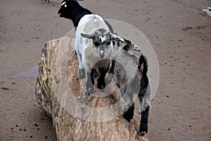 Baby goats climbing a trunk