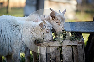 Baby goats eating hay