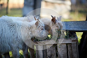 Baby goats eating hay