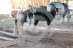 Baby goats in fenced yard with mature goat in background.