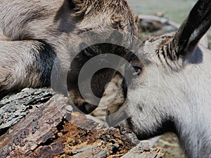 Baby goats investigating a rotten log