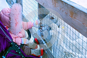 Baby and goats. Kid`s at the petting zoo. A little girl touches domestic goats. Child in a stroller and a goat`s face. Animals i